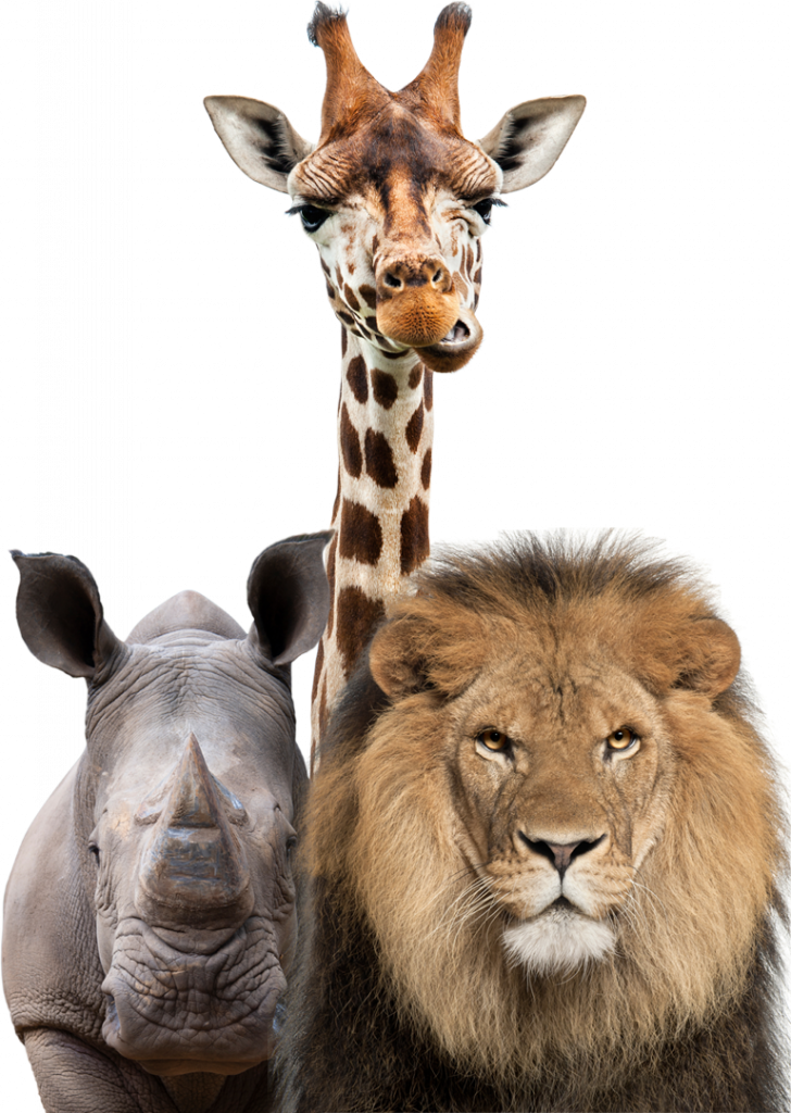 Shipping Exotic Animals Flying Animals