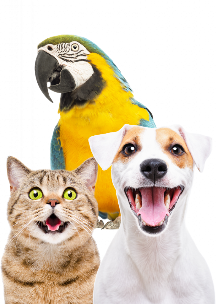 Pets for christmas youtube